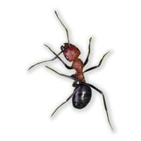 allegheny-mound-ant