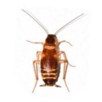 brown-banded-cockroach