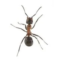 field-ant