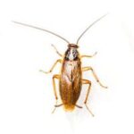 german-cockroach