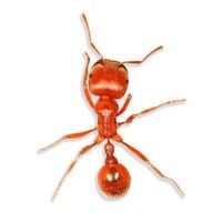 harvester-ant