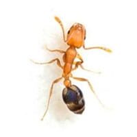 pharoah-ant