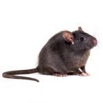 Rodent Control in Memphis, Spring Hill, Columbus, and Aberdeen