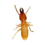 soldier-termite