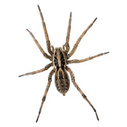 Spider Control in Memphis, Spring Hill, Columbus, and Aberdeen