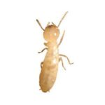 Termite Treatment in Memphis, Spring Hill, Columbus, and Aberdeen