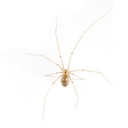 LONG-BODIED CELLAR SPIDER