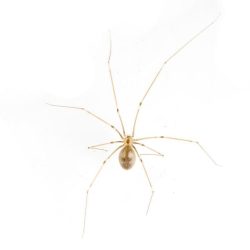 LONG-BODIED CELLAR SPIDER